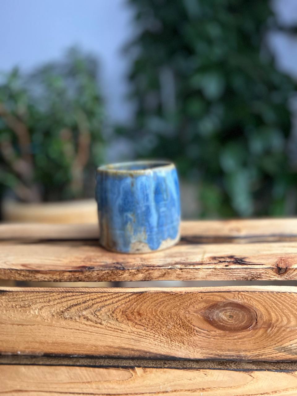 Czarka Morska - obrazek 2