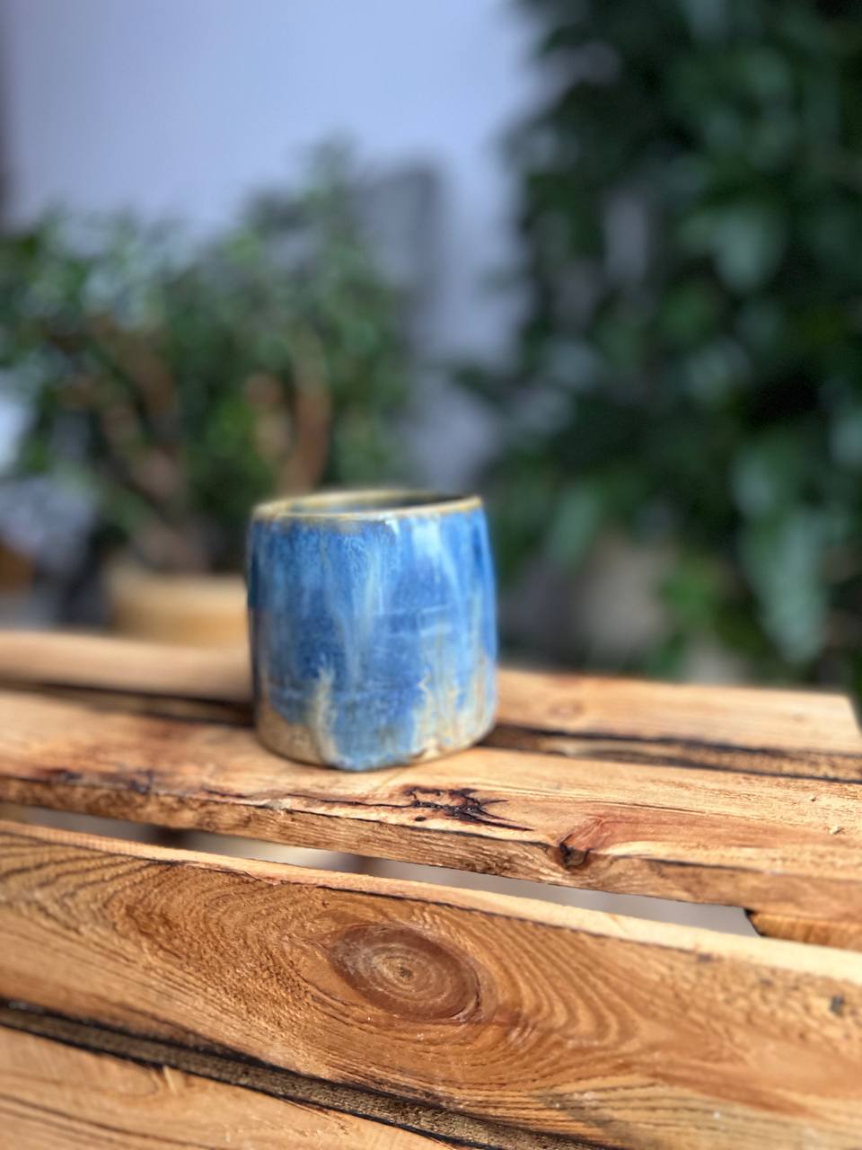 Czarka Morska - obrazek 4