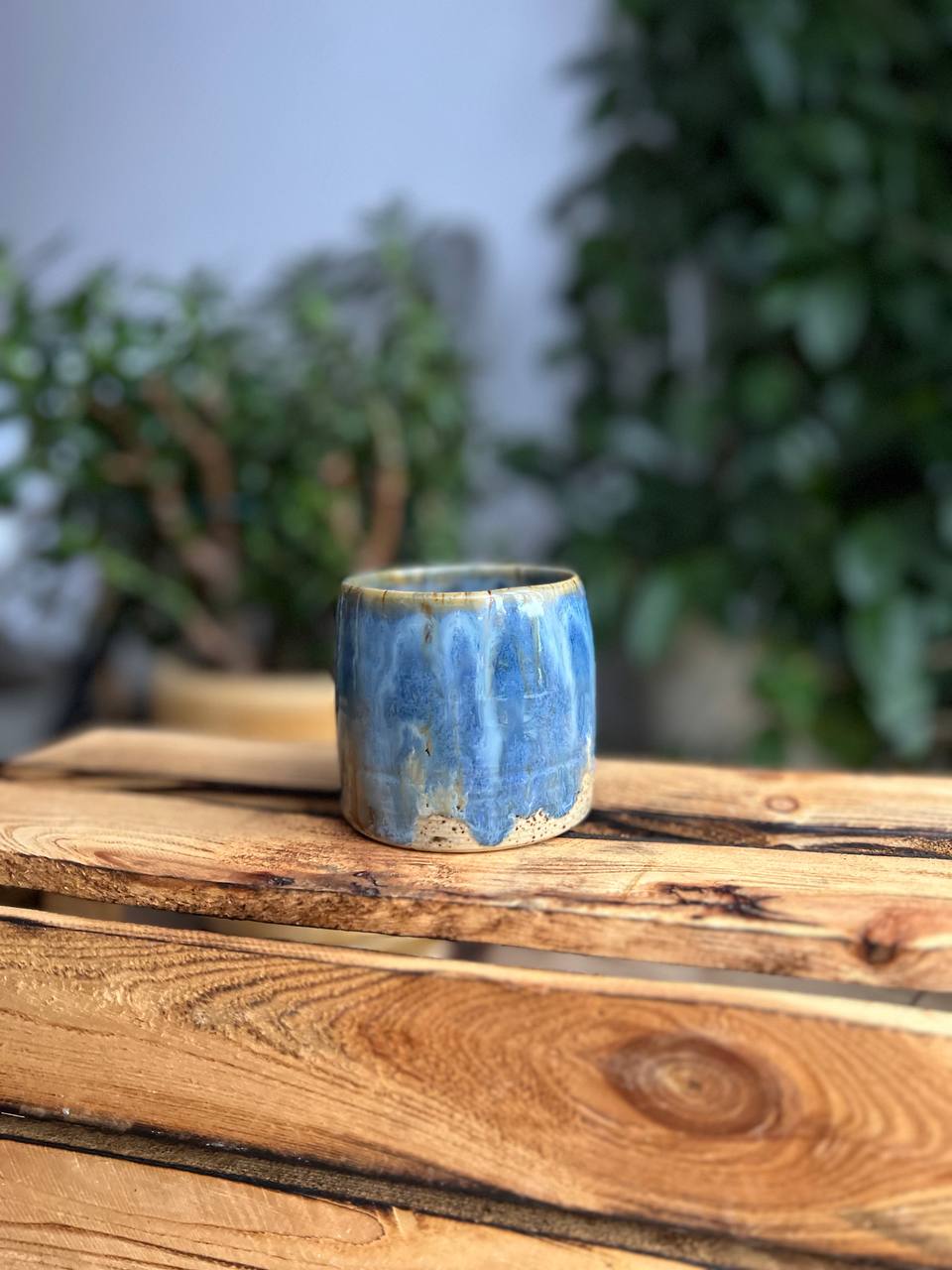 Czarka Morska - obrazek 5